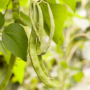 Bean Runner Plant 'Painted Lady' Vegetable Plants