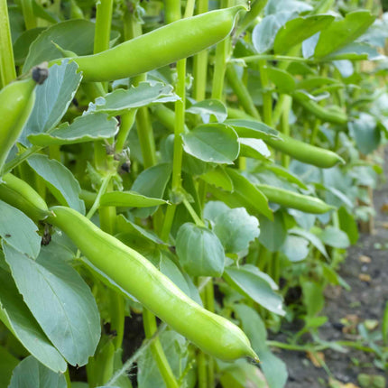 Broad Bean Plant 'The Sutton' Vegetable Plants