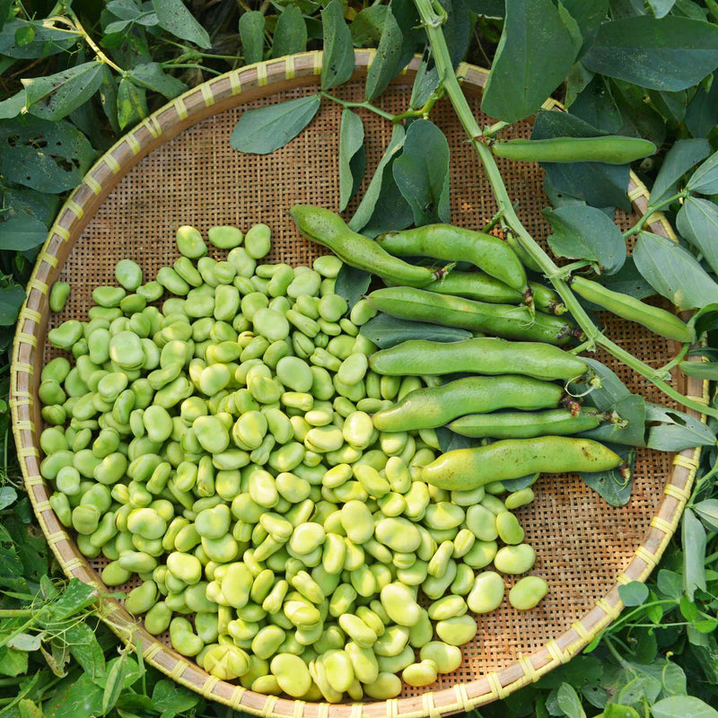 Broad Bean Plant 'The Sutton' Vegetable Plants