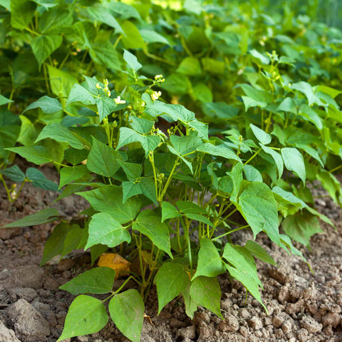Broad Bean Plant 'The Sutton' Vegetable Plants