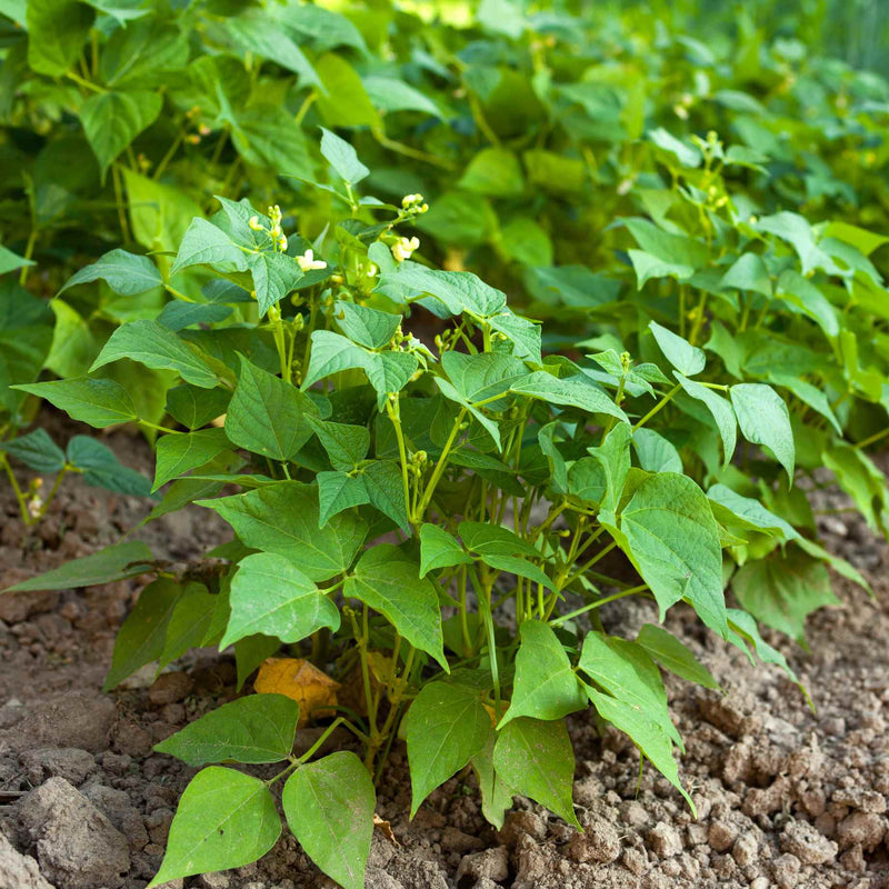 Broad Bean Plant 'The Sutton' Vegetable Plants