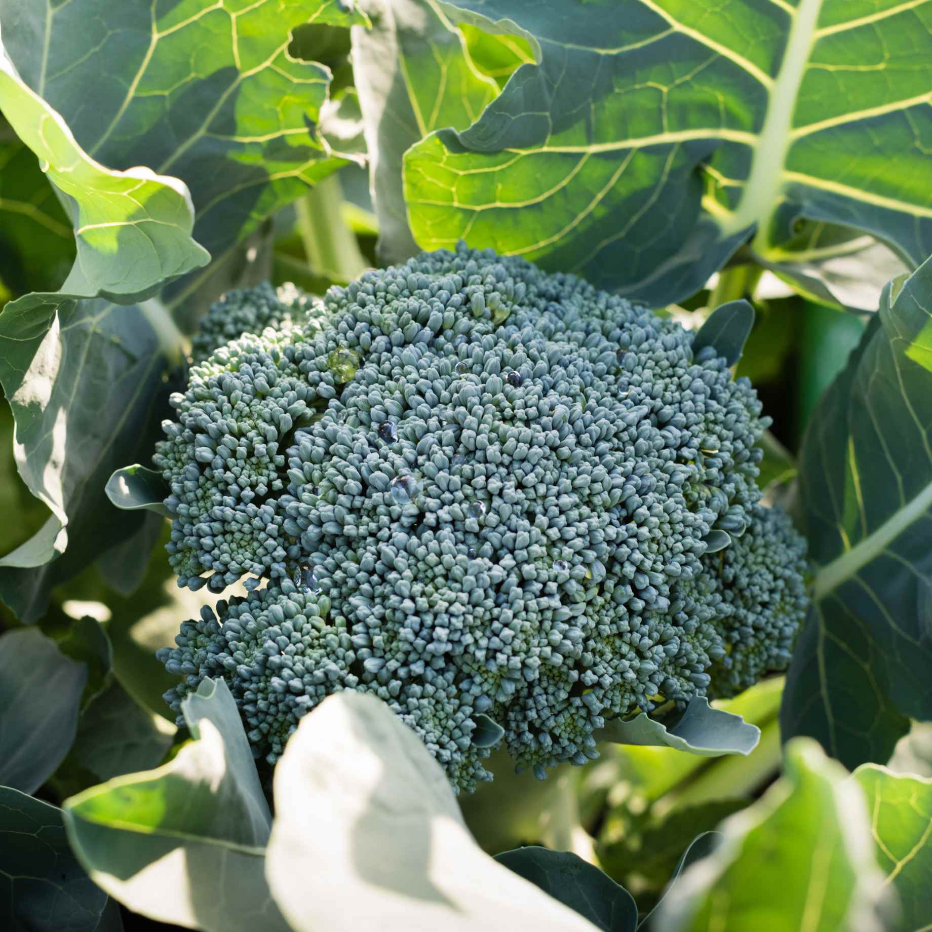 Growing Broccoli: The Complete Guide – Roots Plants