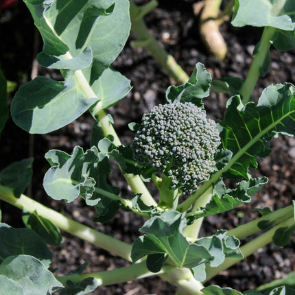 Broccoli 'Marathon F1' Plug Plants Vegetable Plants