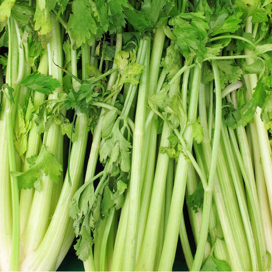Celery 'Victoria F1' Plug Plants Vegetable Plants