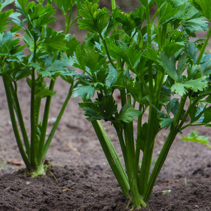 Celery 'Victoria F1' Plug Plants Vegetable Plants