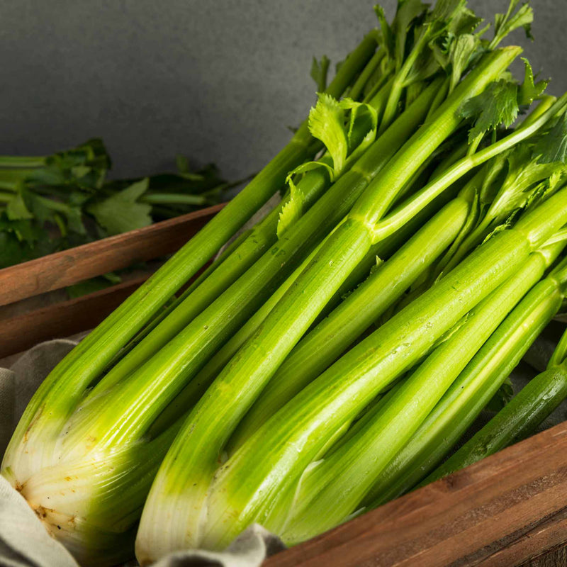 Celery 'Victoria F1' Plug Plants Vegetable Plants