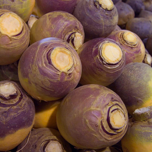 Swede 'Marian' Plug Plants Vegetable Plants
