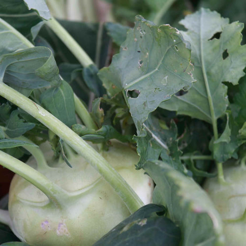 Swede 'Marian' Plug Plants Vegetable Plants