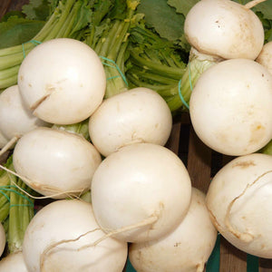 Turnip 'Snowball' Plug Plants Vegetable Plants