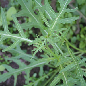 Wild Rocket Plug Plants Vegetable Plants