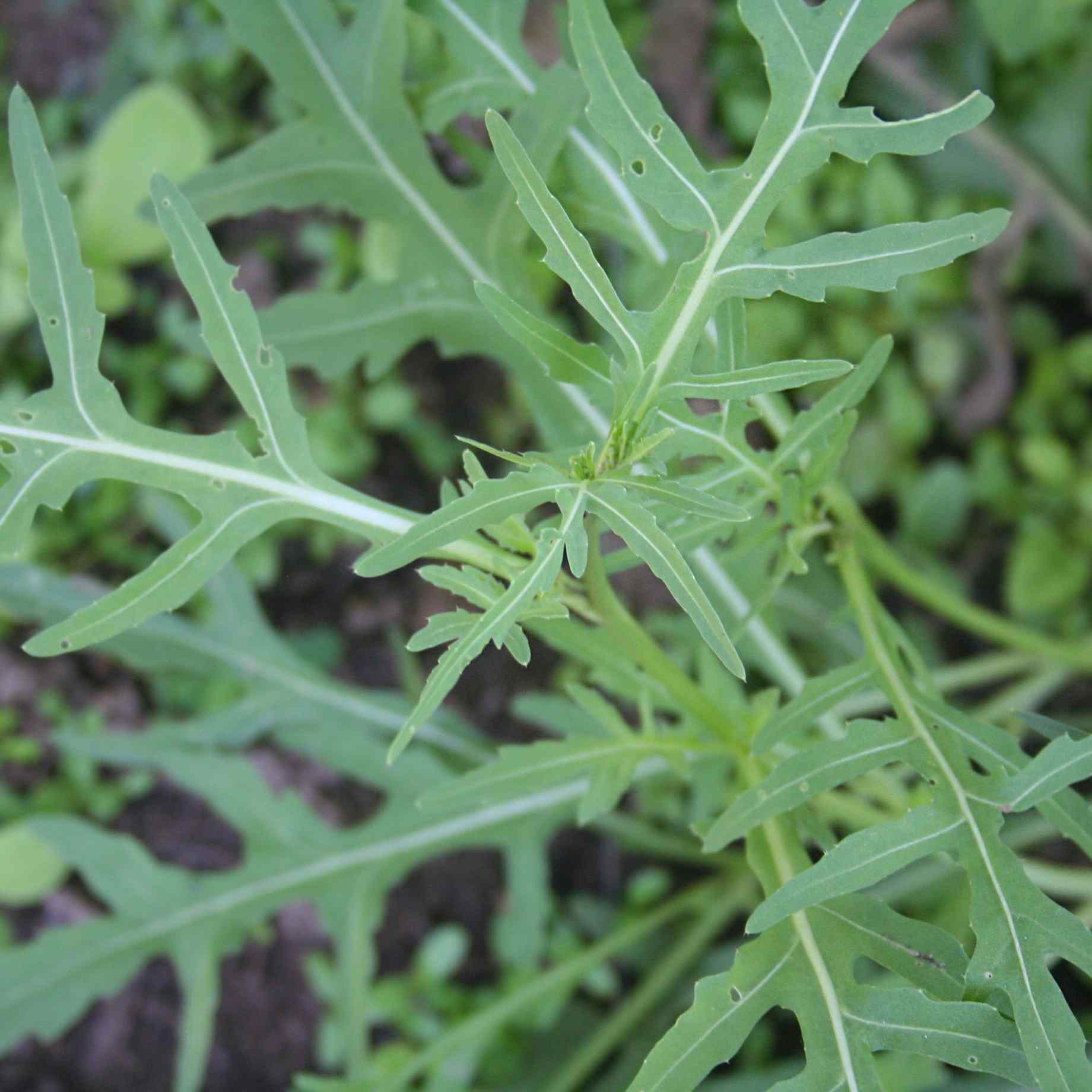 Wild Rocket Rice Wild Rocket Plants – Roots Plants