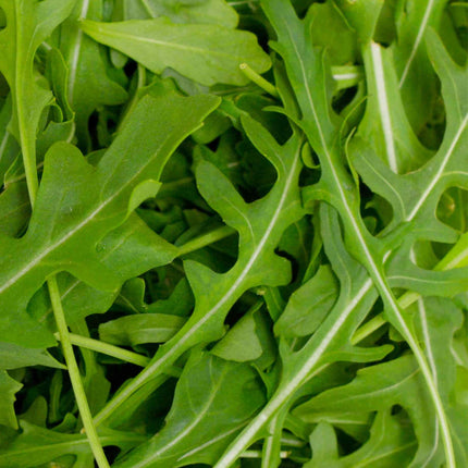 Wild Rocket Plug Plants Vegetable Plants