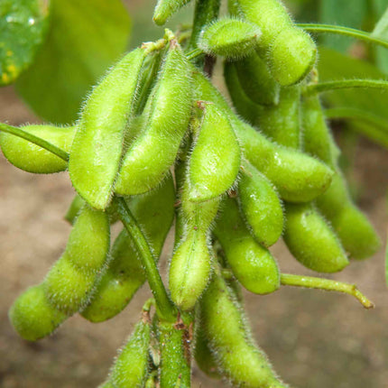 Edamame Bean 'Summer Shell' Plug Plants Vegetable Plants