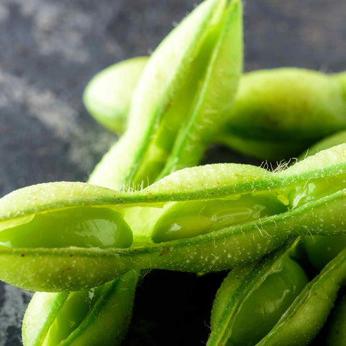 Edamame Bean 'Summer Shell' Plug Plants Vegetable Plants