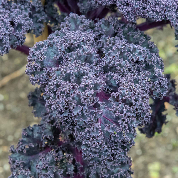 Red Curly Kale Plant 'Redbor F1' Plug Plants Vegetable Plants