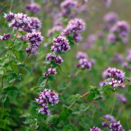 Oregano Plant Vegetable Plants