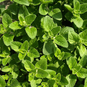 Oregano Plant Vegetable Plants