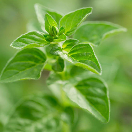 Oregano Plant 'Hot & Spicy' Vegetable Plants