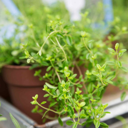 Oregano Plant 'Hot & Spicy' Vegetable Plants