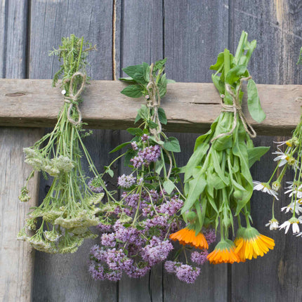 Oregano Plant 'Hot & Spicy' Vegetable Plants