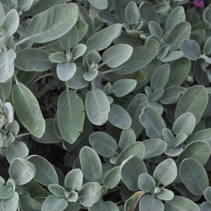 Common Sage Plant Vegetable Plants