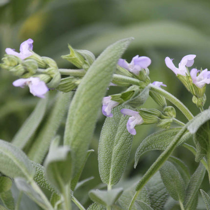 Common Sage Plant Vegetable Plants