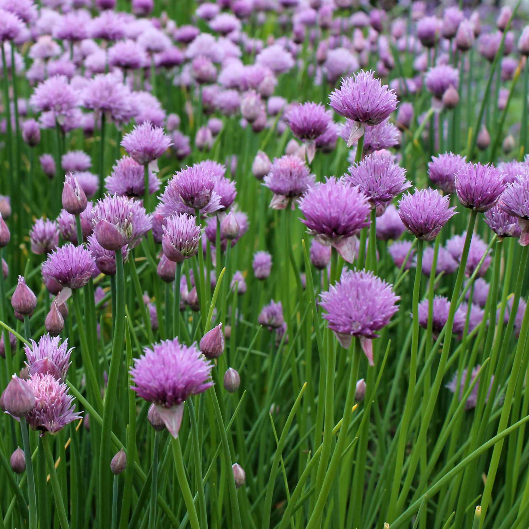 Chives Plant