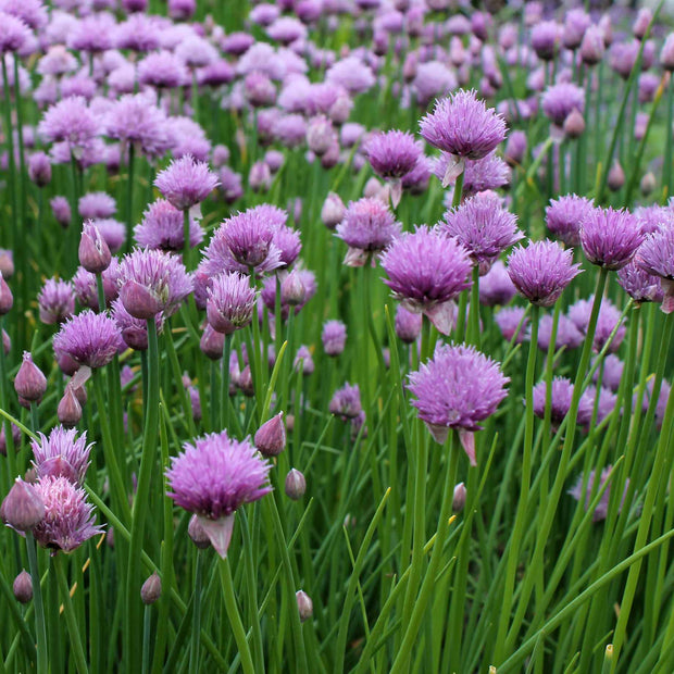 Chives Plant Vegetable Plants