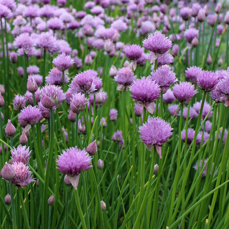 Chives Plant Vegetable Plants