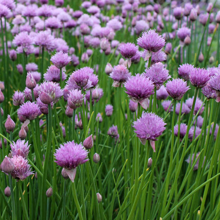 Chives Plant Vegetable Plants