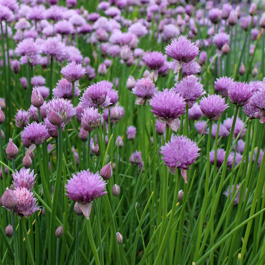 Chives Plant Vegetable Plants