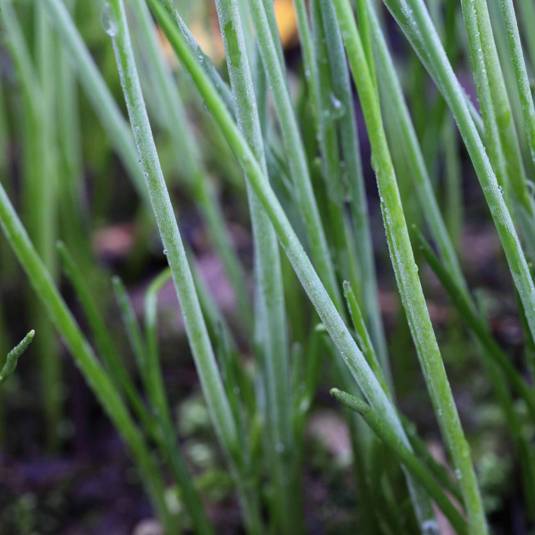 Chives In Store With Roots Chives Plant – Roots Plants