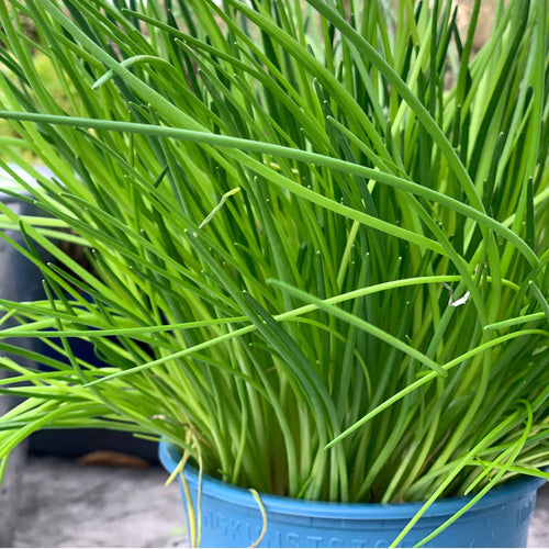 Chives In Store With Roots Chives Plant – Roots Plants