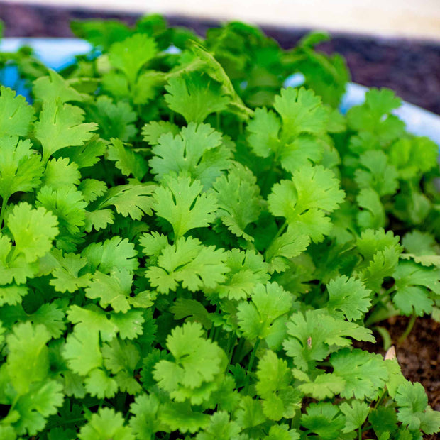 Coriander Plant Vegetable Plants