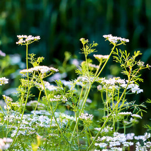 Coriander Plant Vegetable Plants