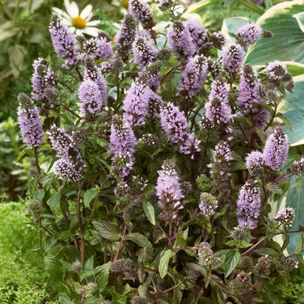 Black Pepper Mint Plant Vegetable Plants