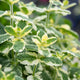 Variegated Mint Plant Vegetable Plants