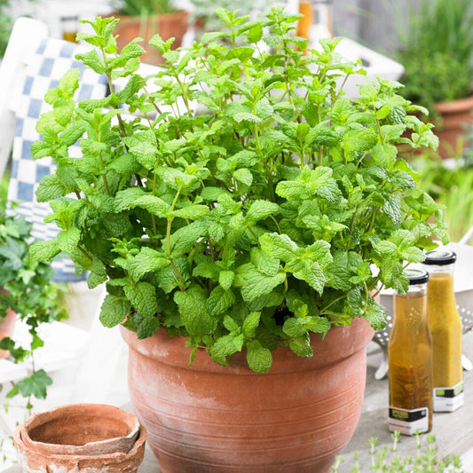 Moroccan Mint Plant Vegetable Plants