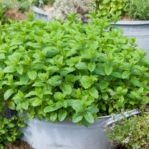 Moroccan Mint Plant Vegetable Plants