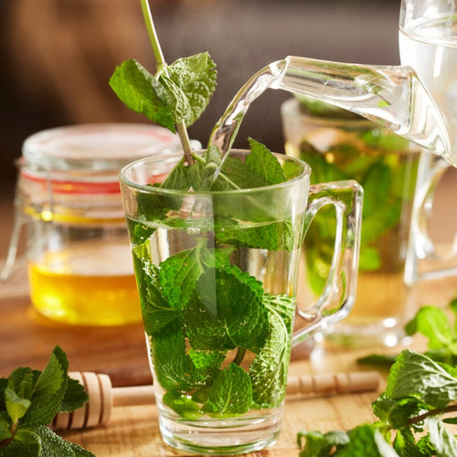 Moroccan Mint Plant Vegetable Plants