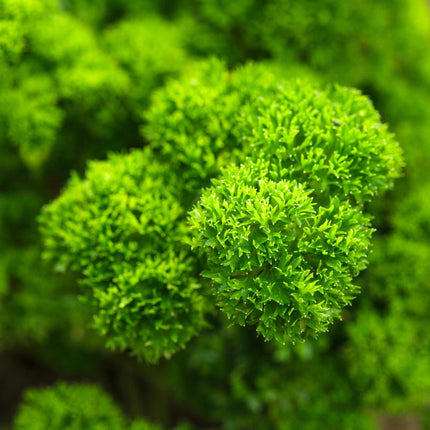 Curly Parsley Plant Vegetable Plants