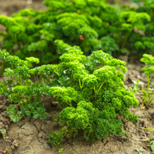 Curly Parsley Plant Vegetable Plants