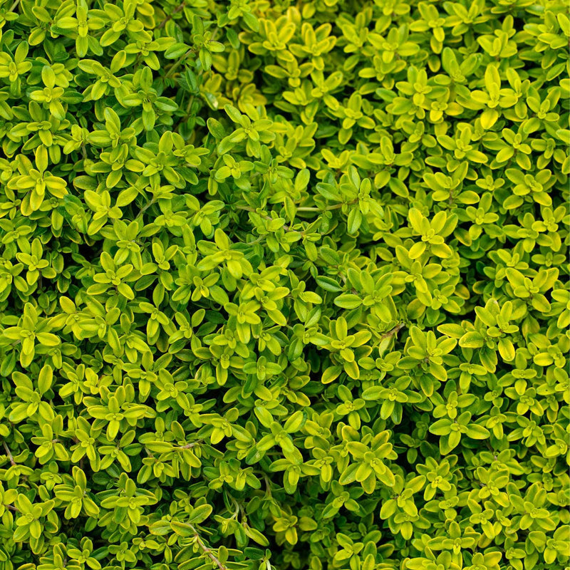 Golden Thyme Plant Vegetable Plants