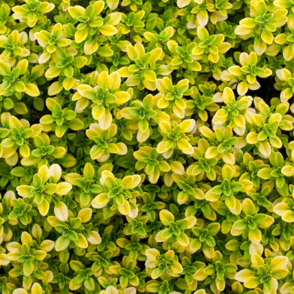Golden Thyme Plant Vegetable Plants