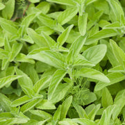French Tarragon Plant Vegetable Plants