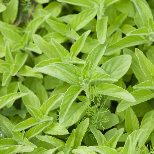 French Tarragon Plant Vegetable Plants