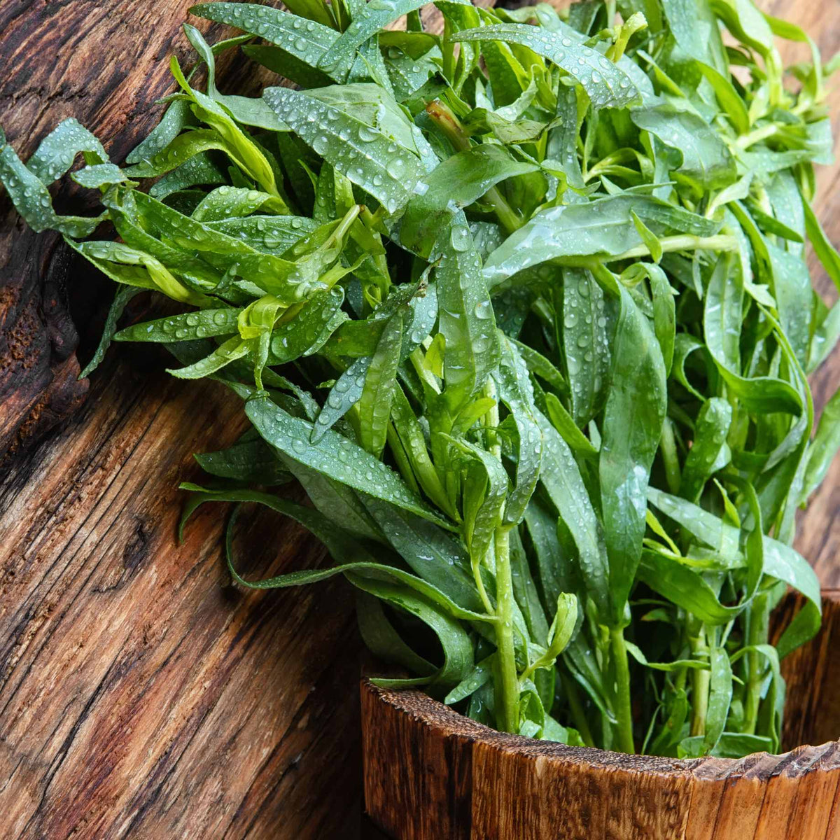 French Tarragon Plant – Roots Plants