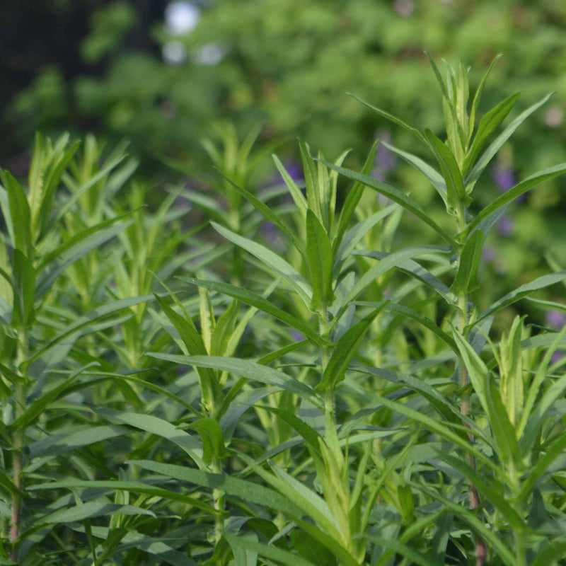 French Tarragon Plant Vegetable Plants