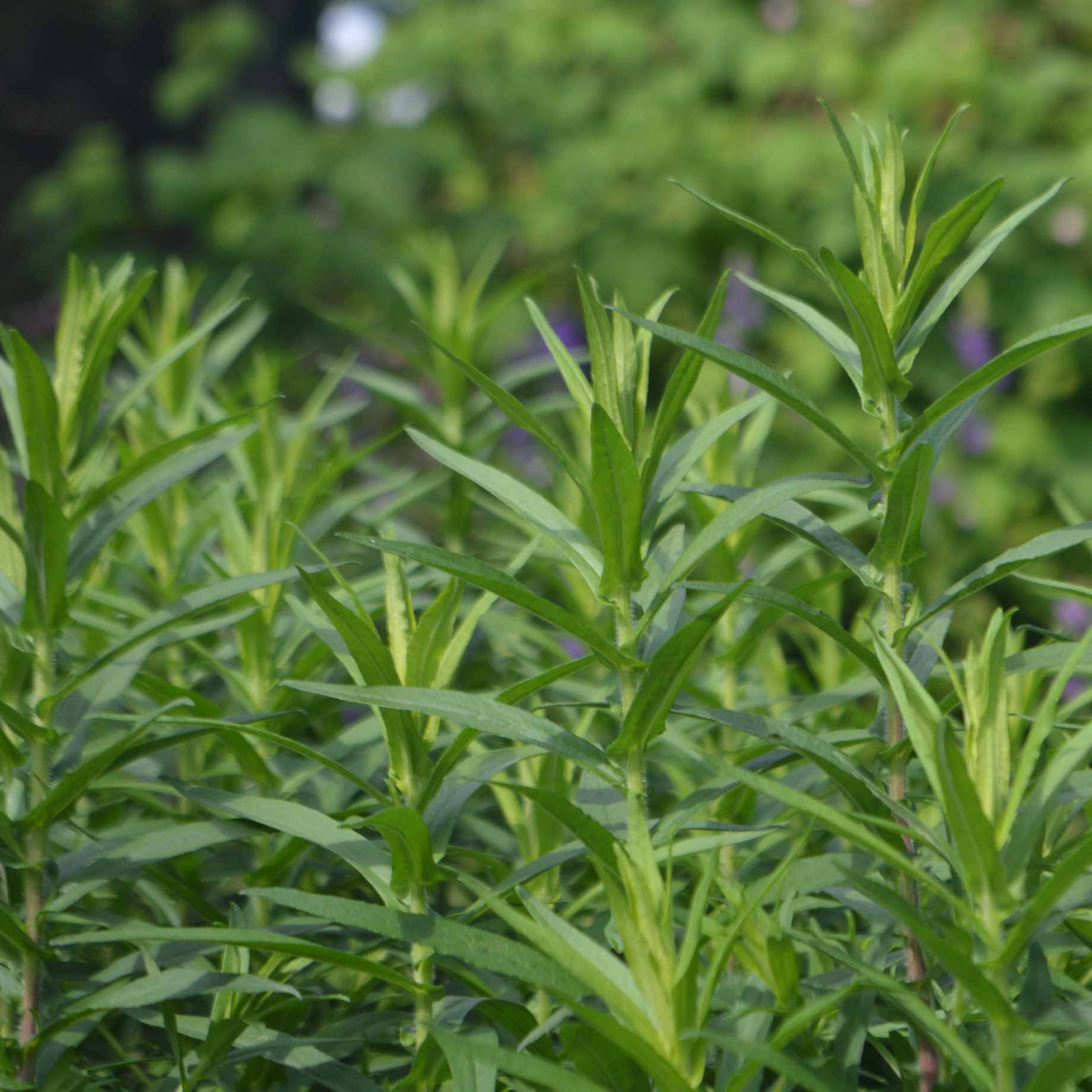 Tarragon Roots French Tarragon Plant – Roots Plants