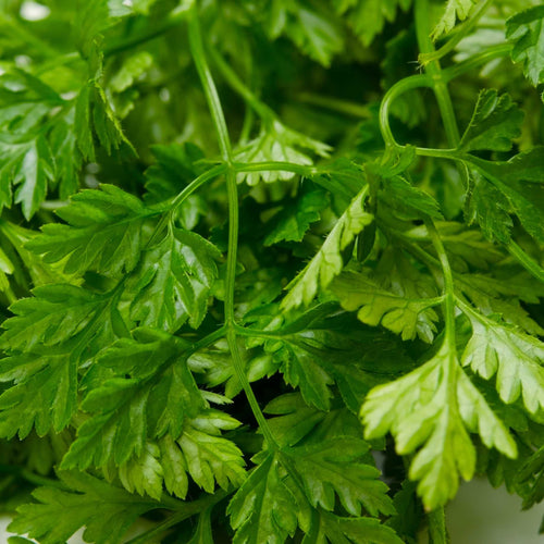 Chervil Plant Vegetable Plants